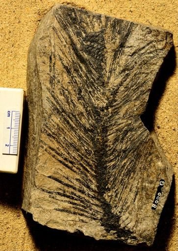 Lepidostrobus variabilis