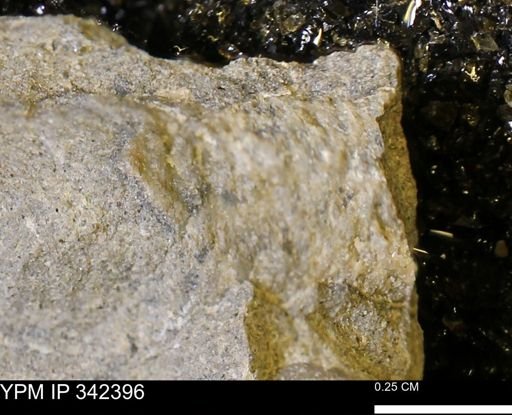 undet. Mollusca