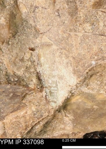 undet. Mollusca