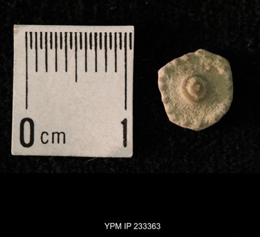 Archaeocidaris sp.