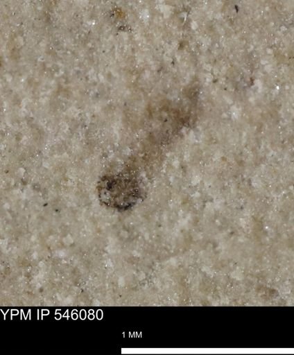 undet. Insecta