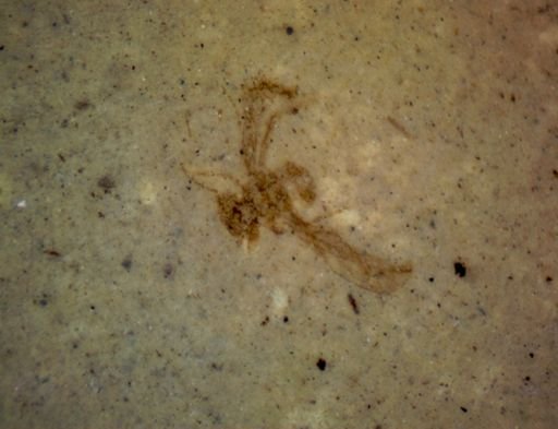 undet. Hexapoda