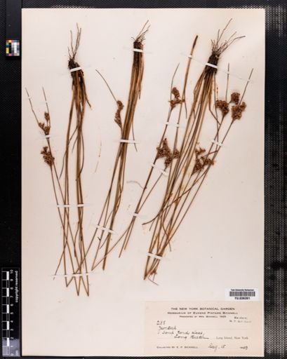 Juncus