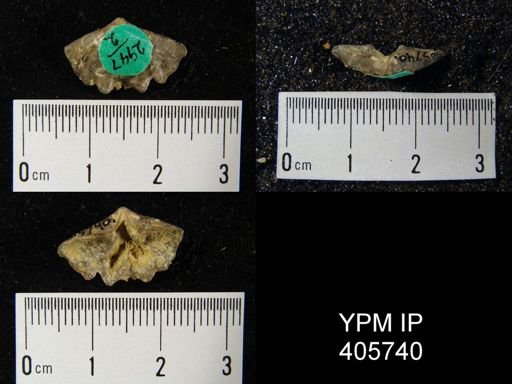 Delthyris perlamellosa