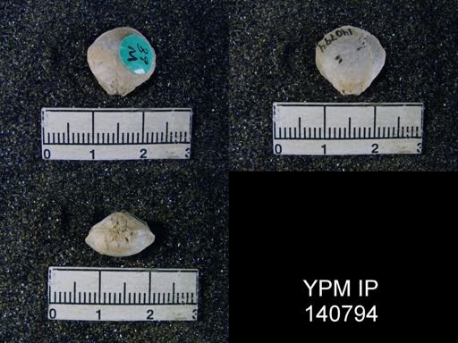 Athyris capillata