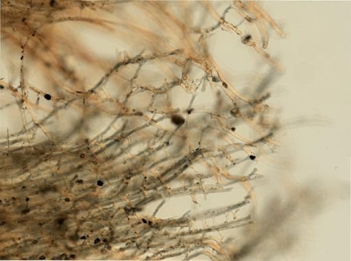 Hippospongia gossypina