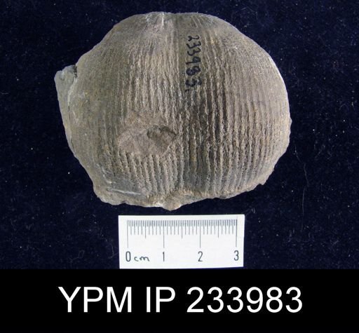 Dictyoclostus americanus