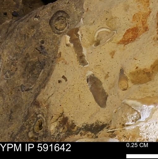 Serpulidae