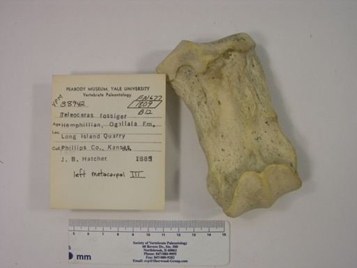 Teleoceras fossiger