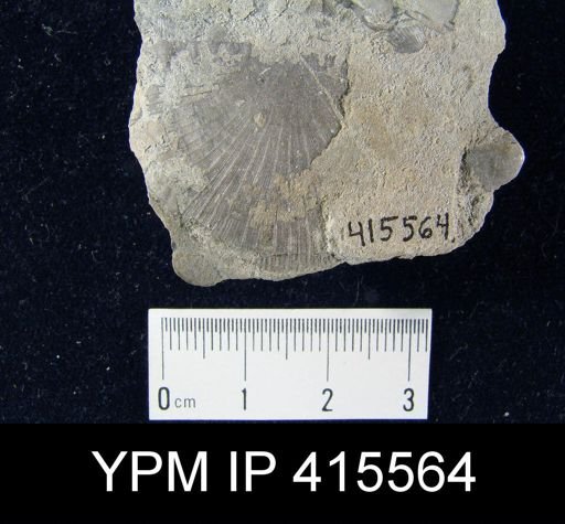Strophomena planocorrugata