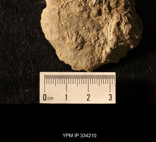 Agelacrinites pileus