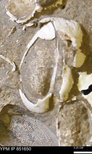 Limopsis striatopunctatus