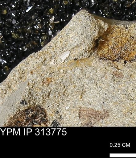 undet. Scaphopoda
