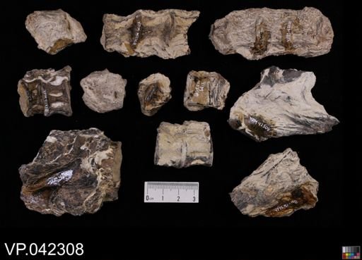undet. Actinopterygii