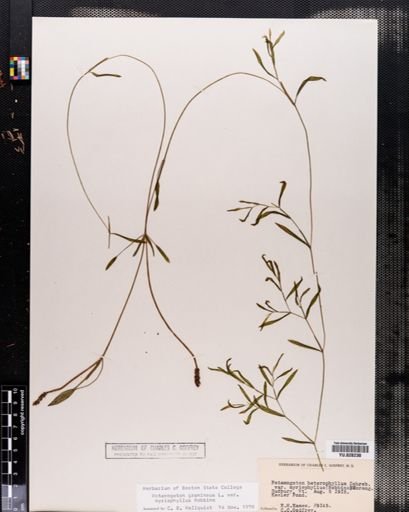 Plantae