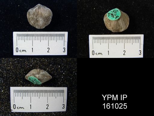 Eospirigerina praemarginalis