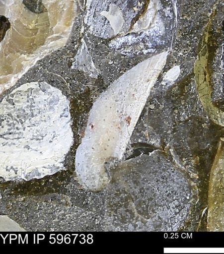 undet. Bivalvia