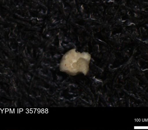 undet. Foraminiferida