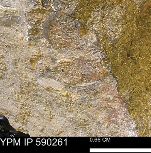 undet. Mollusca