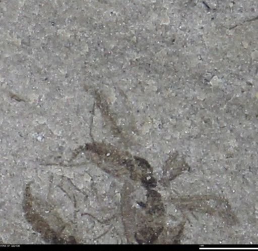 undet. Insecta
