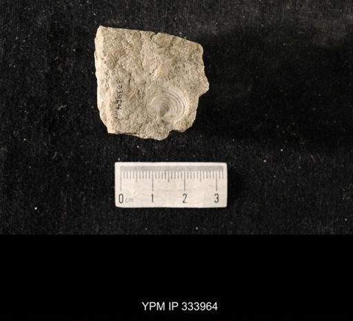 Echinoconchus biseriatus