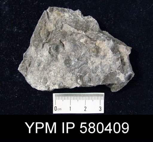 Devonochonetes sp.
