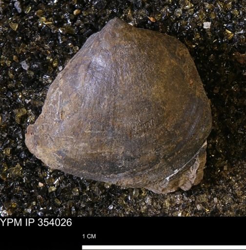 Limopsis striatopunctatus