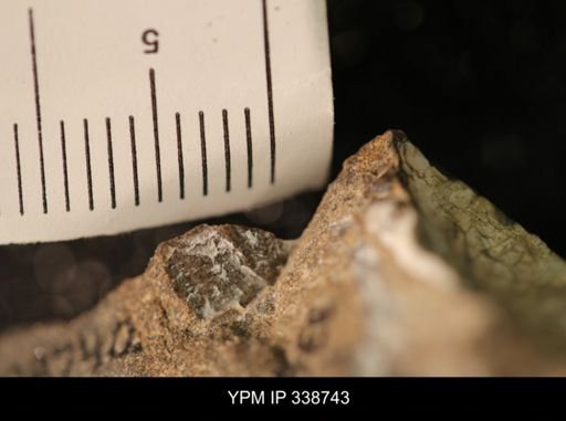 Protocardia subquadrata