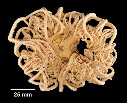 Gorgonocephalus arcticus