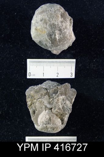 Linoproductus sp.