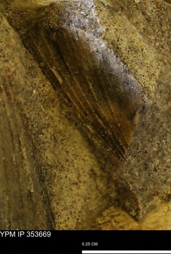 Limopsis striatopunctatus