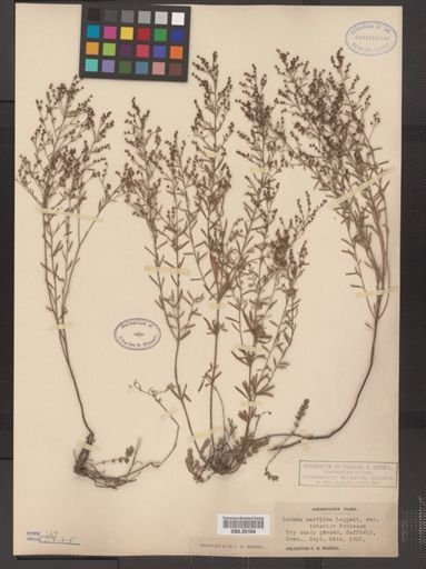 Lechea maritima
