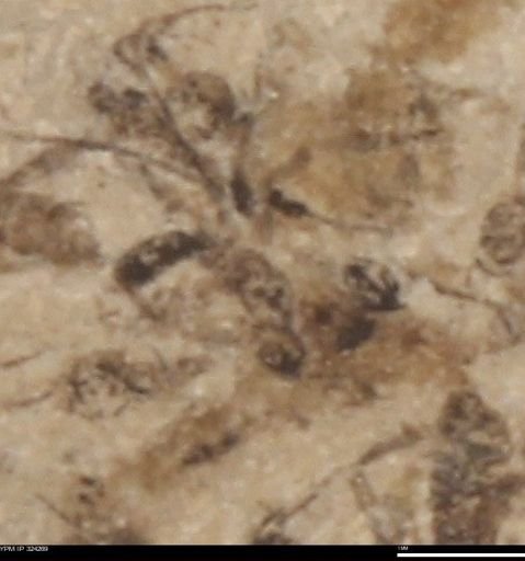 undet. Insecta