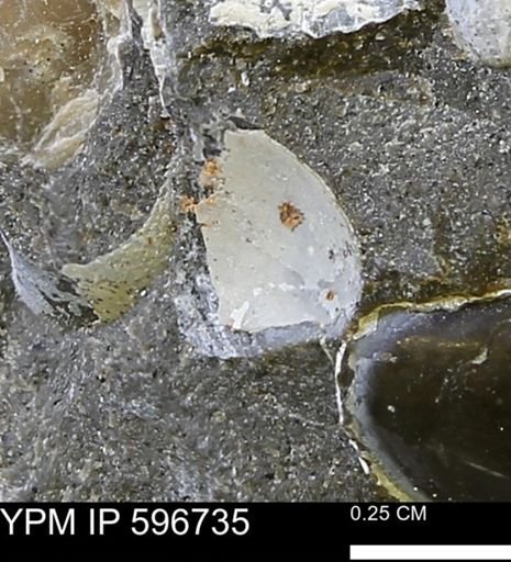 undet. Bivalvia