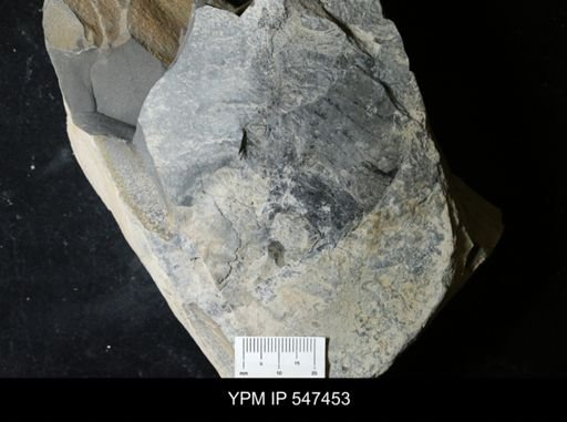 undet. Eurypterida