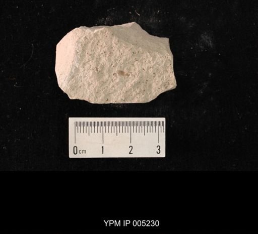 Lemmatophora minuta