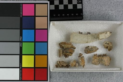 Hyaenodon mustelinus