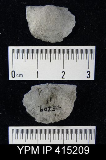 Devonochonetes coronatus?
