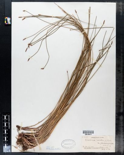 Eleocharis palustris