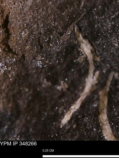 undet. Bivalvia
