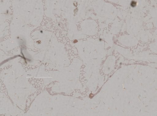 Euryspongia