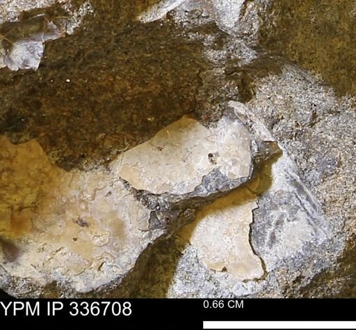 undet. Mollusca