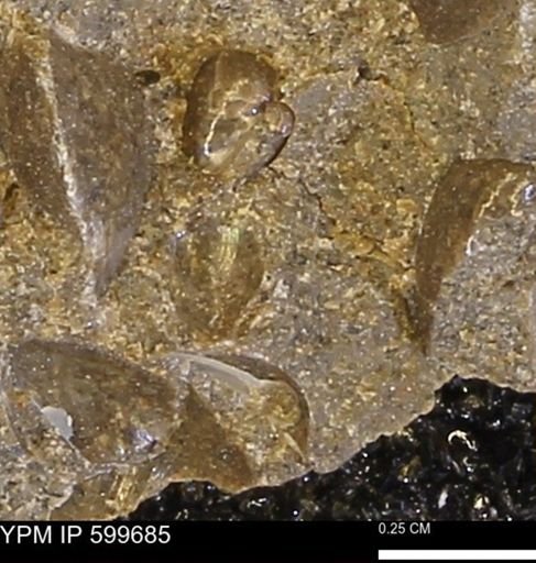 Protocardia subquadrata