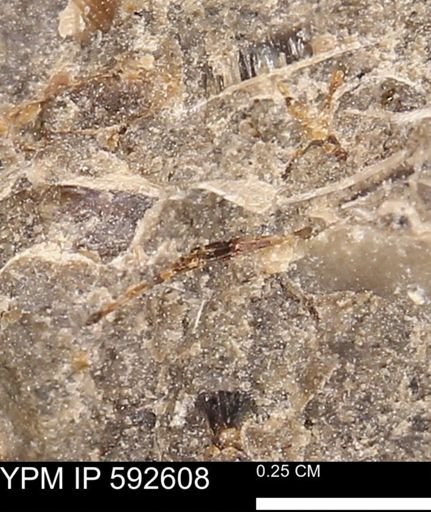 undet. Mollusca
