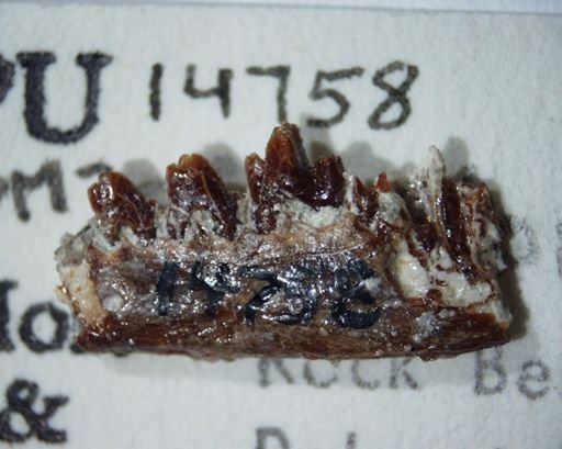 Diacodon