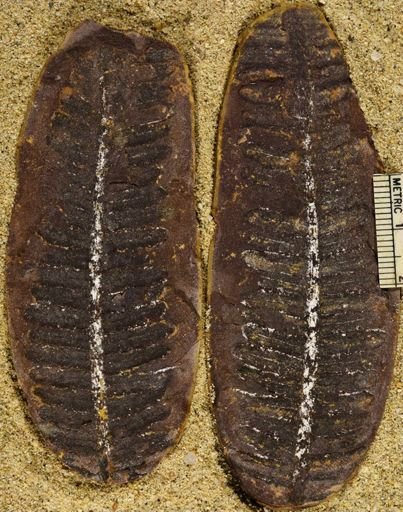 Pecopteris sp.