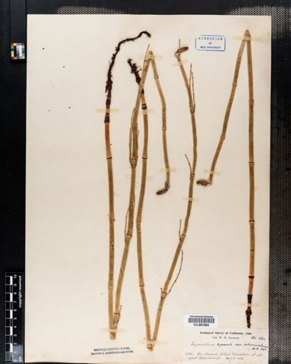 Equisetum hyemale