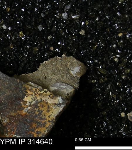 undet. Bivalvia