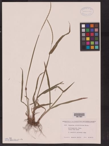Paspalum ciliatifolium