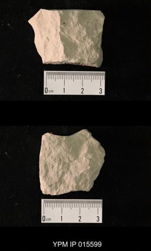 Probnis speciosa